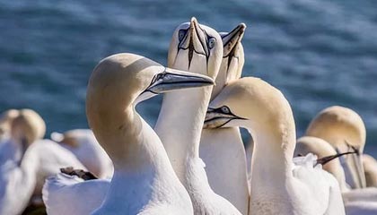 《王者天下》终登陆少年Jump应用，开启数字阅读时代