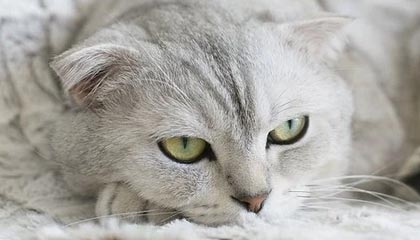 《王者天下》终登陆少年Jump应用，开启数字阅读时代