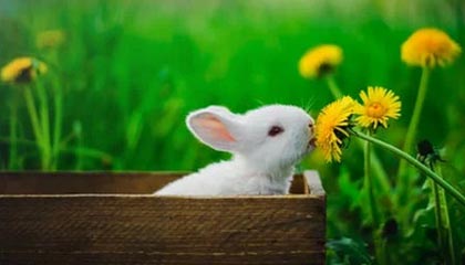 《王者天下》终登陆少年Jump应用，开启数字阅读时代